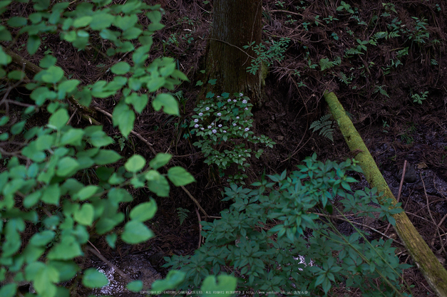 東吉野,６月(DSCF6254,35mm,F2.2)2014yaotomi_.jpg