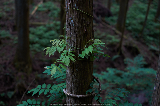 東吉野,６月(DSCF6256,35mm,F2.2)2014yaotomi_.jpg