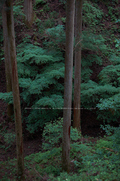 東吉野,６月(DSCF6258,35mm,F2,FULL)2014yaotomi_.jpg