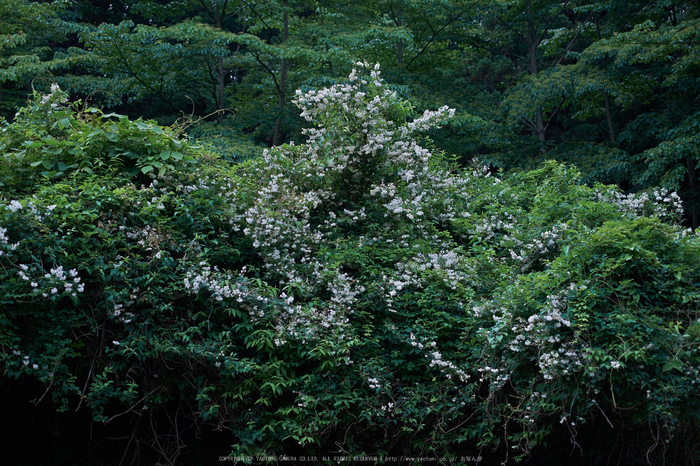 東吉野,６月(DSCF6260,35mm,F2)2014yaotomi_.jpg