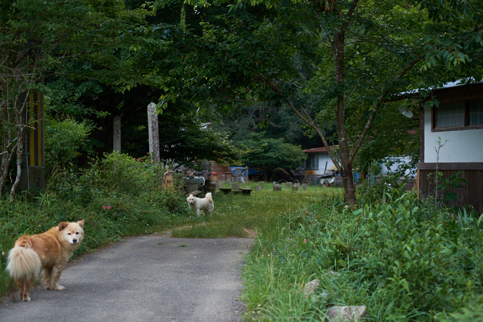 東吉野・６月(DSCF6264,35mm,F2)2014yaotomi_.jpg