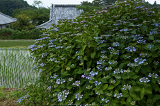 橋本院,紫陽花(PK3_9400,28mm,F4.5)2014yaotomi_.jpg