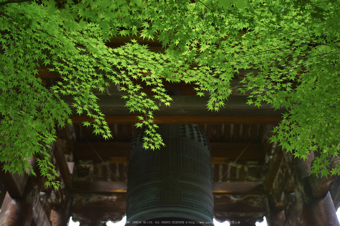 真如堂,新緑(SDIM0214,35mm,F1.8)2014yaotomi_.jpg