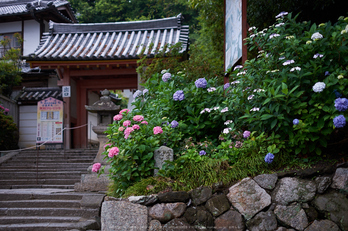 矢田寺,あじさい(DSCF6283,35mm,F1.6)2014yaotomi_.jpg