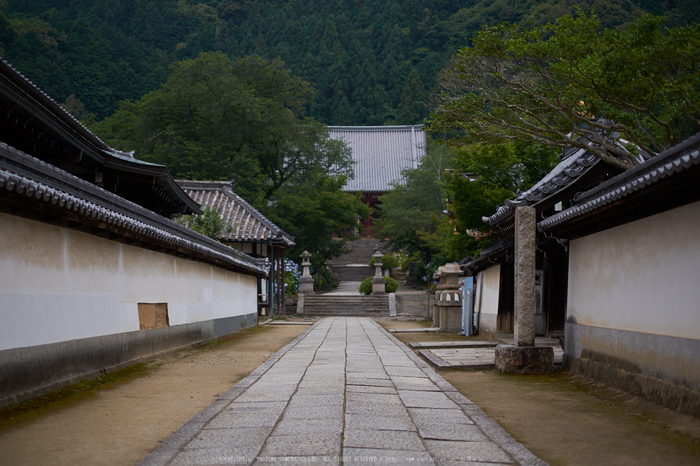 矢田寺,あじさい(DSCF6288,35mm,F1.6)2014yaotomi_.jpg