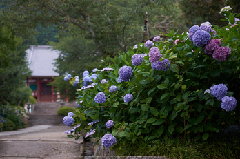 矢田寺,あじさい(DSCF6291,35mm,F2)2014yaotomi_.jpg