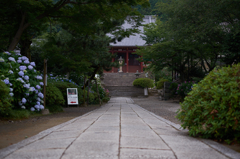 矢田寺,あじさい(DSCF6294,35mm,F1.8)2014yaotomi_ (1) .jpg