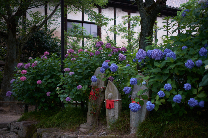 矢田寺,あじさい(DSCF6302,35mm,F1.6)2014yaotomi_ (1) .jpg