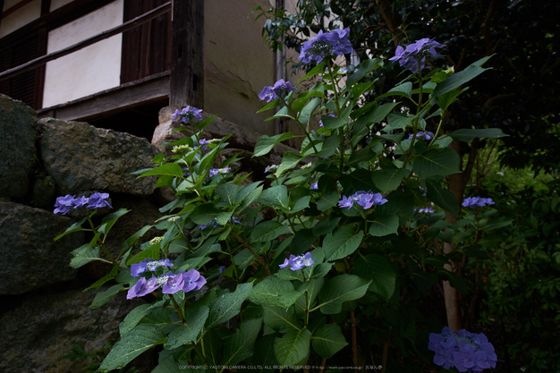 矢田寺,あじさい(DSCF6306,15.1mm,F6.4)2014yaotomi_.jpg