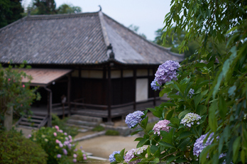 矢田寺,あじさい(DSCF6324,35mm,F2)2014yaotomi_.jpg