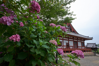 矢田寺,あじさい(DSCF6331,10mm,F7.1)2014yaotomi_.jpg