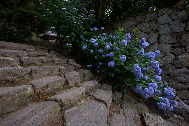 矢田寺,あじさい(DSCF6346,10mm,F6.4)2014yaotomi_.jpg