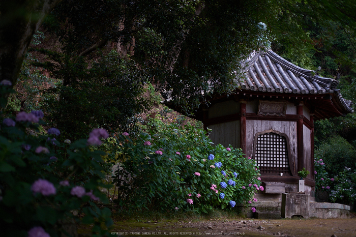 矢田寺,あじさい(DSCF6348,35mm,F1.6)2014yaotomi_.jpg