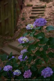 矢田寺,あじさい(DSCF6357,35mm,F2.5)2014yaotomi_.jpg