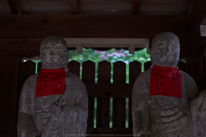 矢田寺,あじさい(DSCF6370,35mm,F2.5)2014yaotomi_.jpg