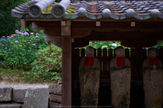 矢田寺,あじさい(DSCF6371,35mm,F1.6)2014yaotomi_.jpg