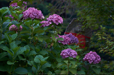 矢田寺,あじさい(DSCF6375,104.9mm,F6.4)2014yaotomi_.jpg