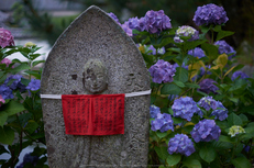 矢田寺,あじさい(DSCF6377,35mm,F1.6)2014yaotomi_.jpg