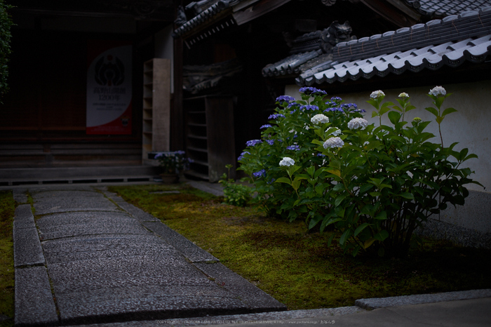 矢田寺,あじさい(DSCF6381,35mm,F1.4)2014yaotomi_.jpg