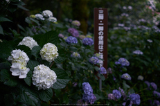 矢田寺,あじさい(DSCF6392,35mm,F1.8)2014yaotomi_.jpg