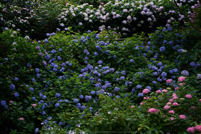 矢田寺,あじさい(DSCF6394,35mm,F2.2)2014yaotomi_.jpg