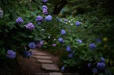 矢田寺,あじさい(DSCF6408,35mm,F1.4)2014yaotomi_.jpg