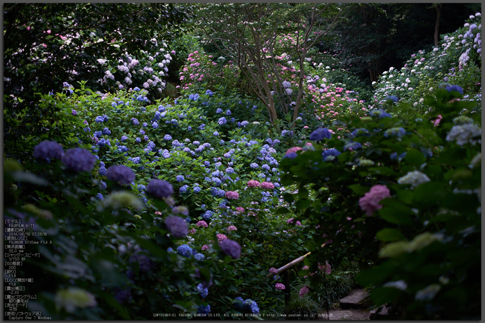 矢田寺,あじさい(DSCF6427,35mm,F1.8)2014yaotomi_Top.jpg