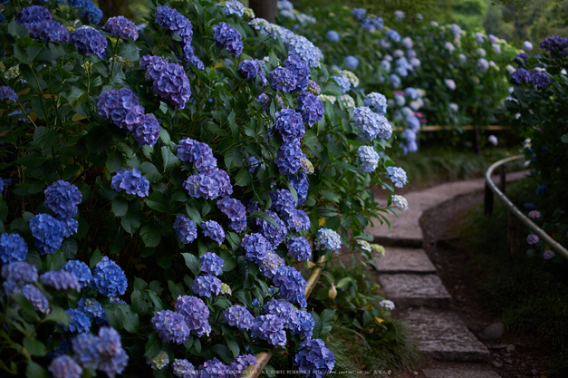 矢田寺,あじさい(DSCF6431,35mm,F1.6)2014yaotomi_ (1) .jpg