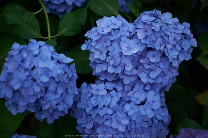 矢田寺,あじさい(DSCF6432,35mm,F1.6)2014yaotomi_ (1) .jpg