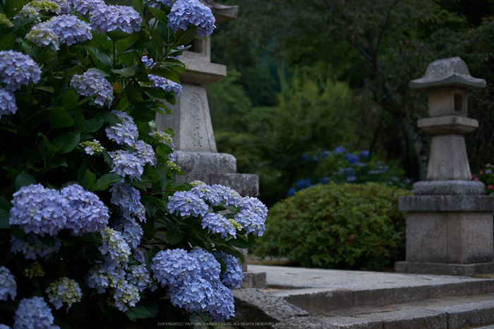 矢田寺,あじさい(DSCF6441,35mm,F1.8)2014yaotomi_.jpg