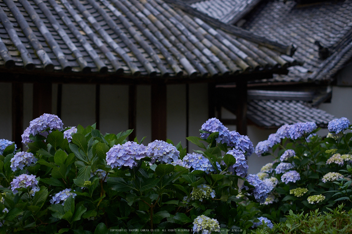 矢田寺,あじさい(DSCF6444,35mm,F2)2014yaotomi_.jpg