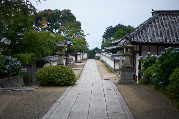 矢田寺,あじさい(DSCF6446,35mm,F1.4)2014yaotomi_.jpg