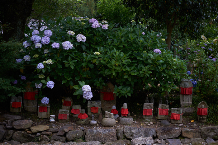 矢田寺,あじさい(DSCF6448,35mm,F1.6)2014yaotomi_.jpg