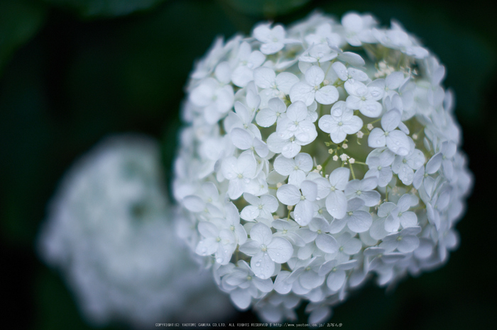 矢田寺,あじさい(DSCF6455,35mm,F1.4)2014yaotomi_.jpg