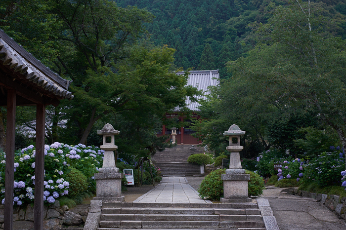 矢田寺,あじさい(DSCF6461,35mm,F5)2014yaotomi_.jpg