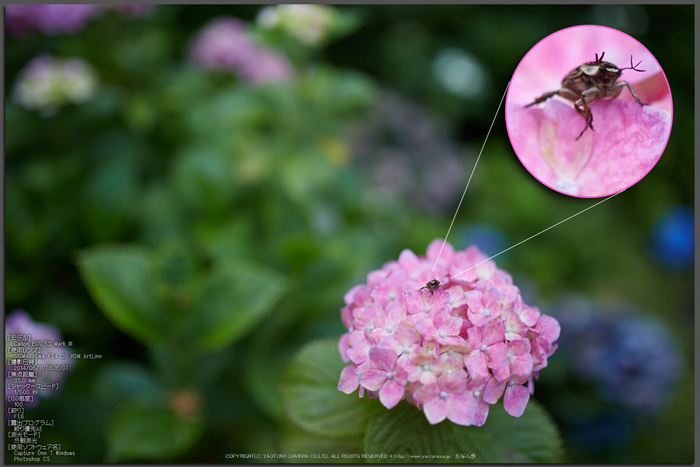 矢田寺,紫陽花(5J7C0660,F1.6)2014yaotomi_Top.jpg