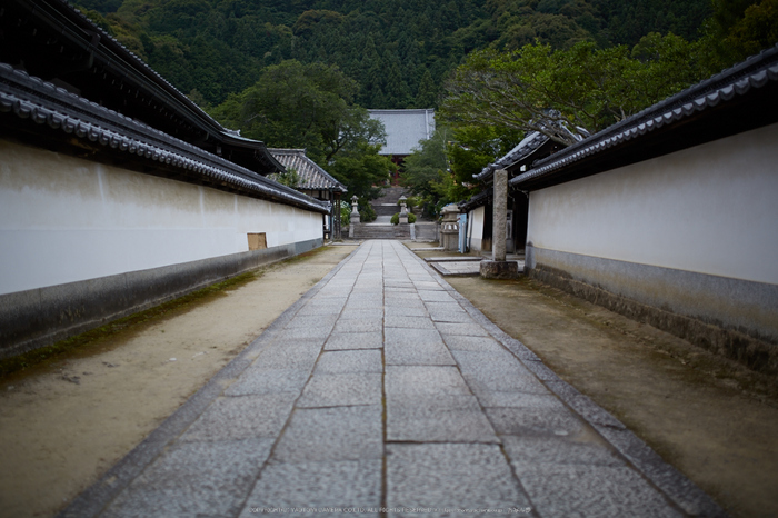 矢田寺,紫陽花(5J7C0671,F1.4)2014yaotomi_.jpg