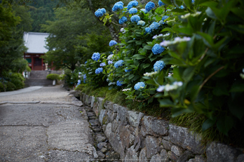 矢田寺,紫陽花(5J7C0676,F2)2014yaotomi_.jpg