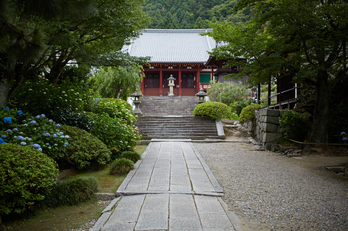 矢田寺,紫陽花(5J7C0680,F1.6)2014yaotomi_.jpg