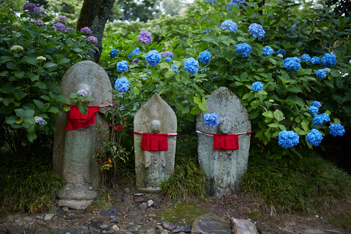 矢田寺,紫陽花(5J7C0683,F1.6)2014yaotomi_.jpg