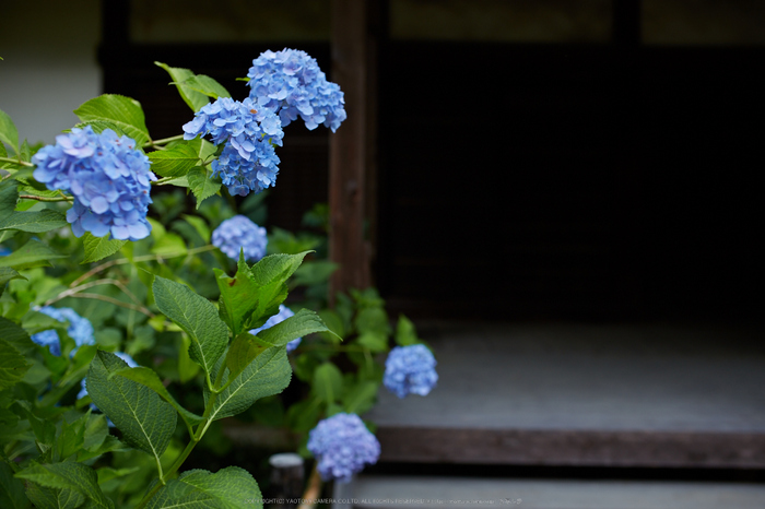 矢田寺,紫陽花(5J7C0686,F2.5,FULL)2014yaotomi_.jpg