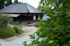 矢田寺,紫陽花(5J7C0698,F3.5,FULL)2014yaotomi_.jpg