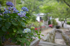 矢田寺,紫陽花(5J7C0707,F2)2014yaotomi_.jpg