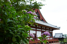 矢田寺,紫陽花(5J7C0714,F5)2014yaotomi_.jpg