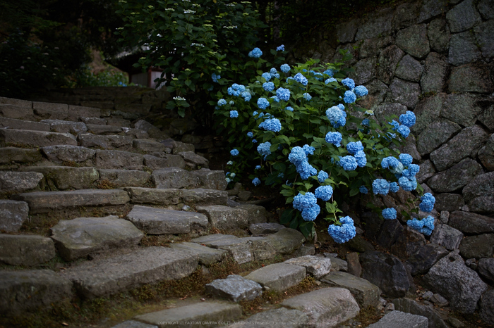 矢田寺,紫陽花(5J7C0726,F1.6)2014yaotomi_.jpg