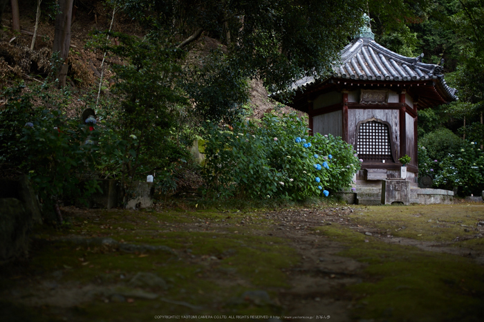 矢田寺,紫陽花(5J7C0737,F1.6)2014yaotomi_.jpg