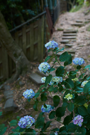 矢田寺,紫陽花(5J7C0740,F3.2)2014yaotomi_.jpg