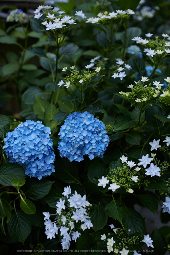 矢田寺,紫陽花(5J7C0751,F2.2)2014yaotomi_.jpg