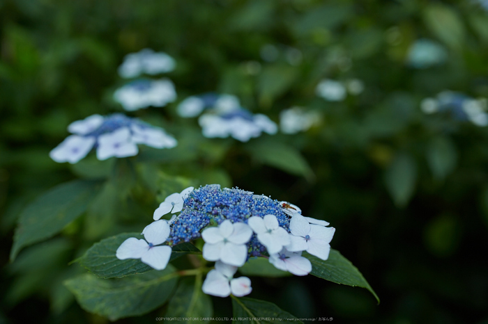 矢田寺,紫陽花(5J7C0795,F2.2)2014yaotomi_.jpg