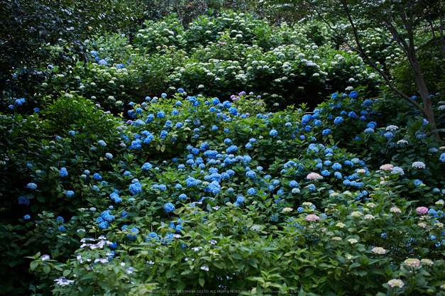 矢田寺,紫陽花(5J7C0801,F2.5)2014yaotomi_.jpg